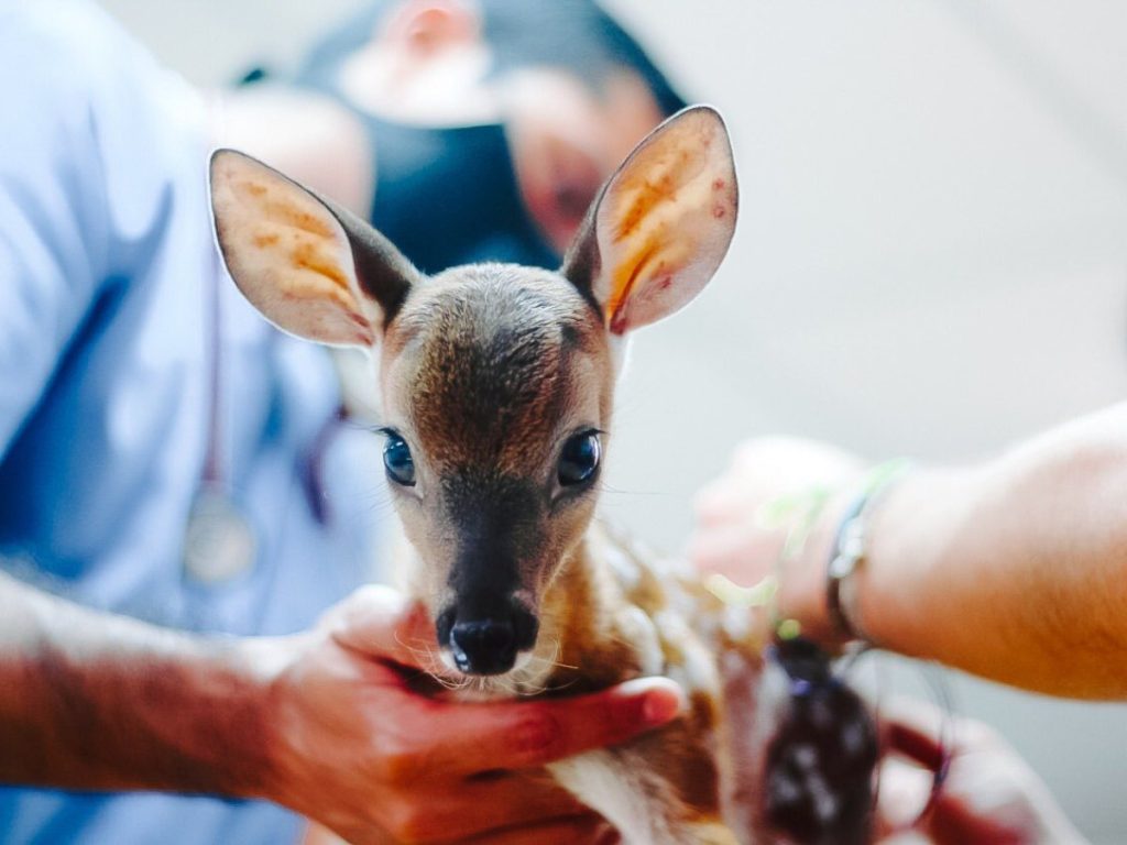 Venado cola blanca en El Salvador