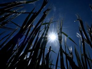 El cambio climático amenaza con reducir hasta un 24 % el PIB mundial per cápita hacia 2100, según un estudio de Cambridge.