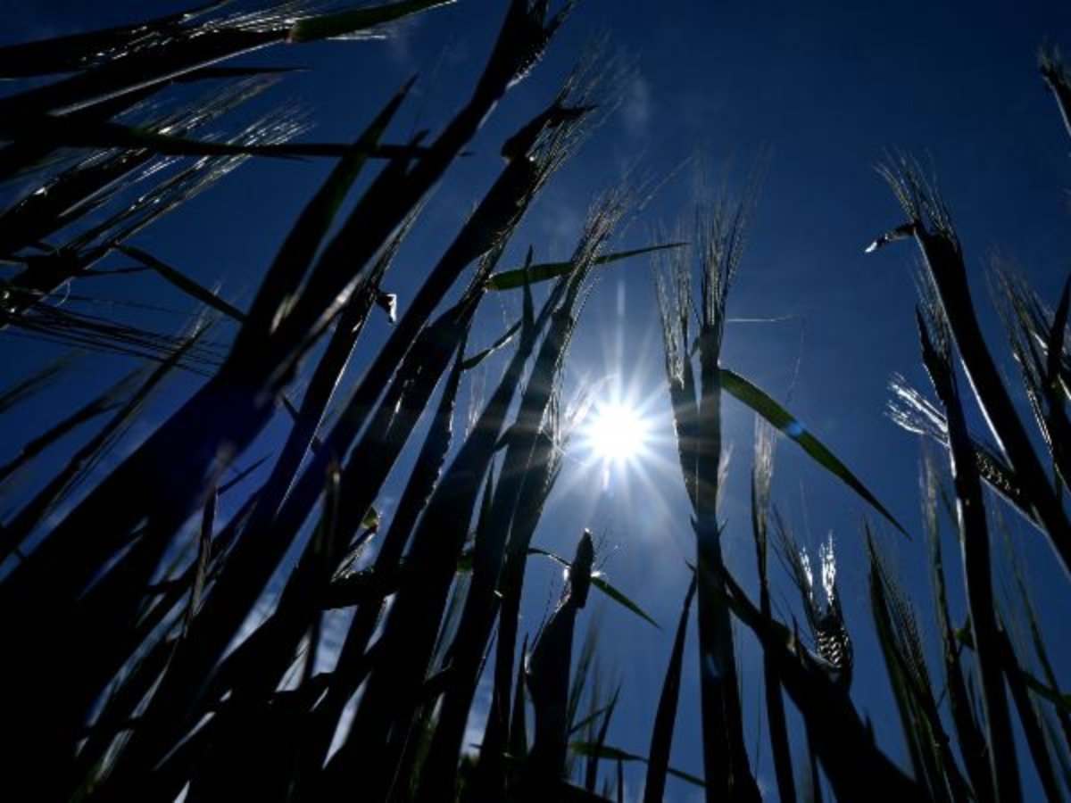 El cambio climático amenaza con reducir hasta un 24 % el PIB mundial per cápita hacia 2100, según un estudio de Cambridge.