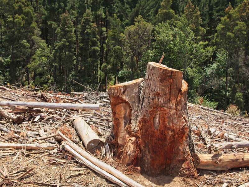 Talar o podar árboles requiere autorización. Foto: Freepik.