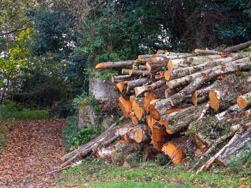 En San Salvador Centro y distritos anexos, rige una ordenanza más estricta desde febrero de 2025, con tarifas oficiales, evaluación técnica obligatoria y compensación ambiental. Foto: Freepik.