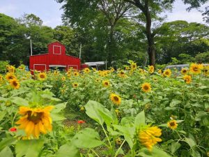 Destinos para celebrar Flores Amarillas