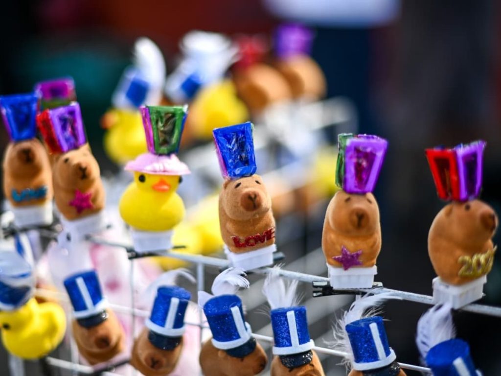 Pequeños capibaras en el festival de los farolitos 2025