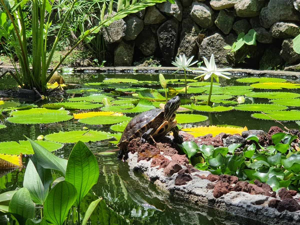 Estanques con peces y tortugas hacen del recorrido una experiencia única para grandes y pequeños. Fotografía retomada de Facebook, Jardín Botánico La Laguna.
