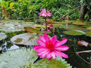 Jardín Botánico La Laguna, naturaleza y juegos en familia