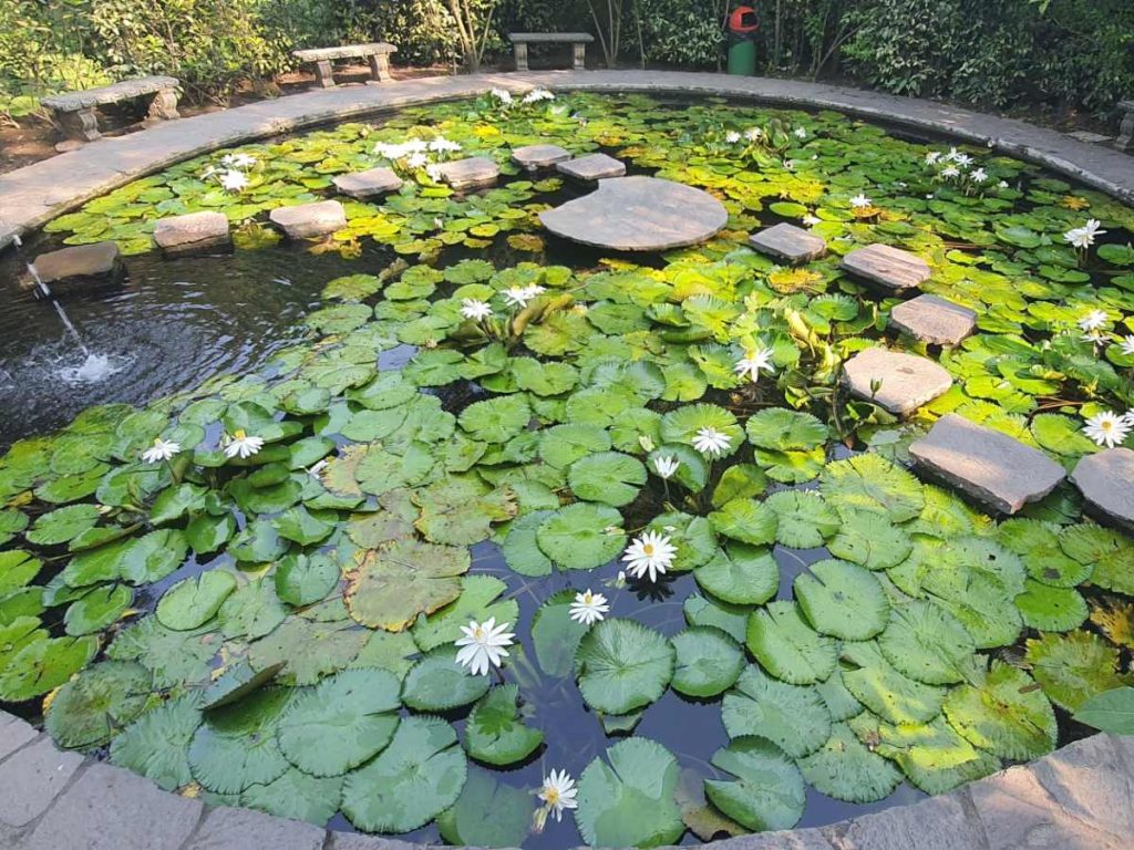 Senderos rodeados de verde invitan a descubrir la belleza del Jardín Botánico La Laguna. Fotografía de Facebook, Jardín Botánico La Laguna.