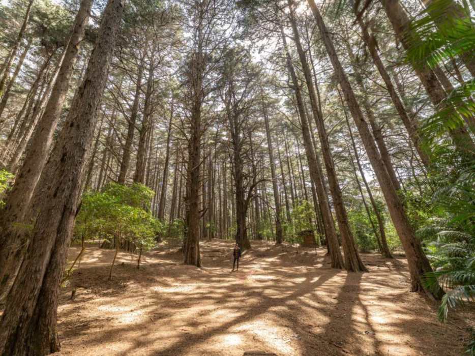 Senderos rodeados de pinos, helechos y orquídeas hacen del Parque Nacional Montecristo un destino imperdible.