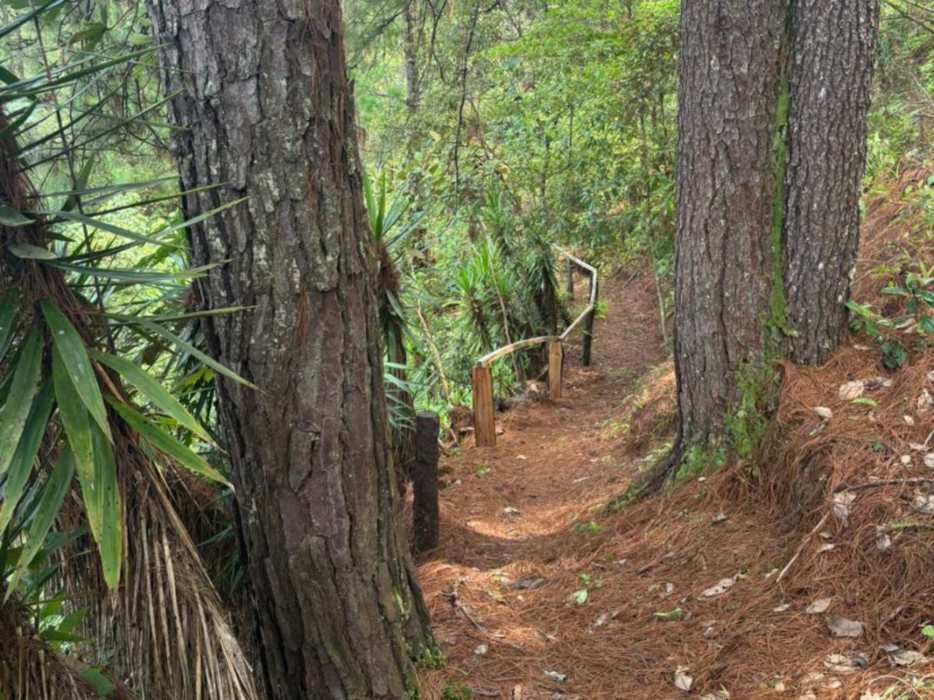 Cerro El Pericón, Arambala.