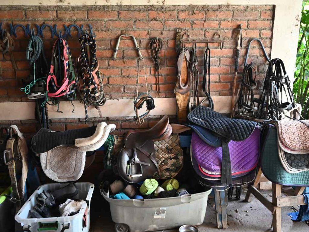 Las monturas y riendas forman parte del material básico que permite una práctica segura y cómoda de la equitación.