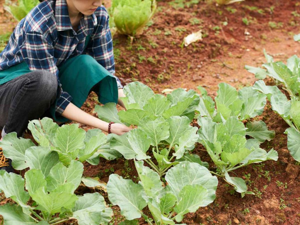 La IA promete reducir tareas repetitivas y apoyar al talento humano en el campo.