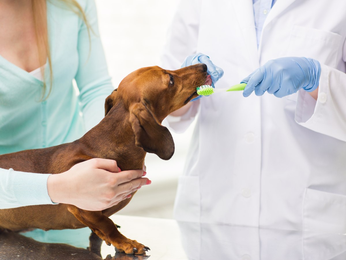 Una buena higiene bucal permite que tu mascota siga mordiendo, jugando y comiendo con alegría durante muchos años. Cuidá sus dientes desde hoy.