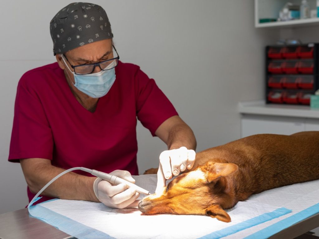 La anestesia en limpiezas dentales es segura si se realiza con control veterinario. Incluso mascotas mayores pueden beneficiarse sin riesgos innecesarios.
