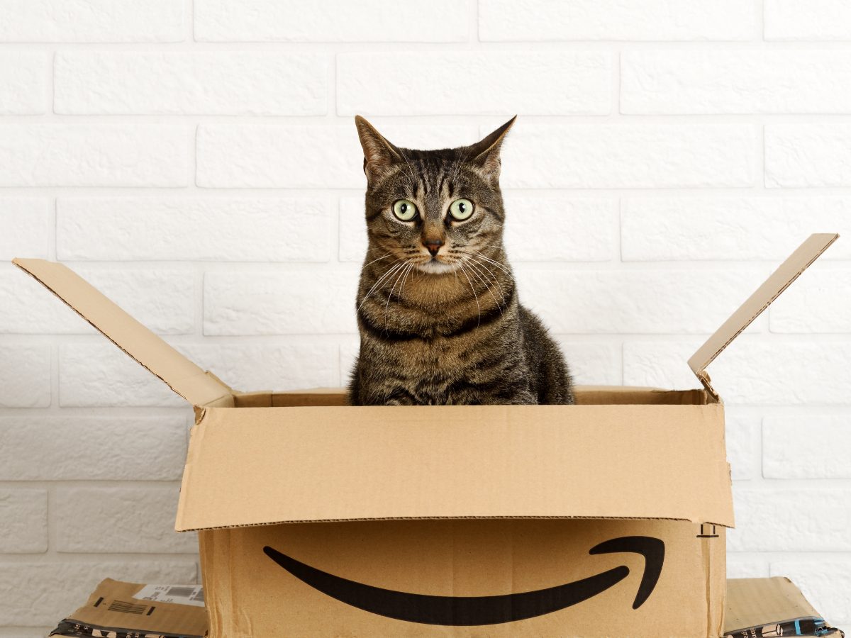 Cada mascota necesita cuidados, atención y un espacio seguro; ofrecerlo con amor es parte del compromiso de tenerla en casa.