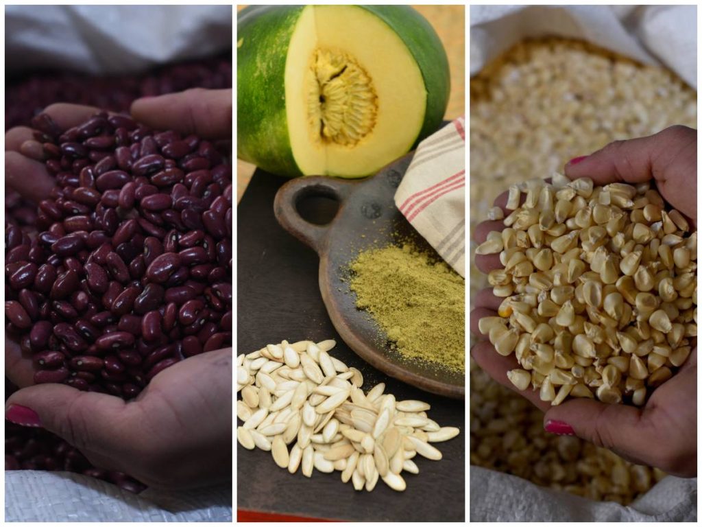 Frijol, ayote y maíz: la trilogía sagrada de la milli, base alimentaria y cultural que ha nutrido al pueblo salvadoreño desde tiempos ancestrales.