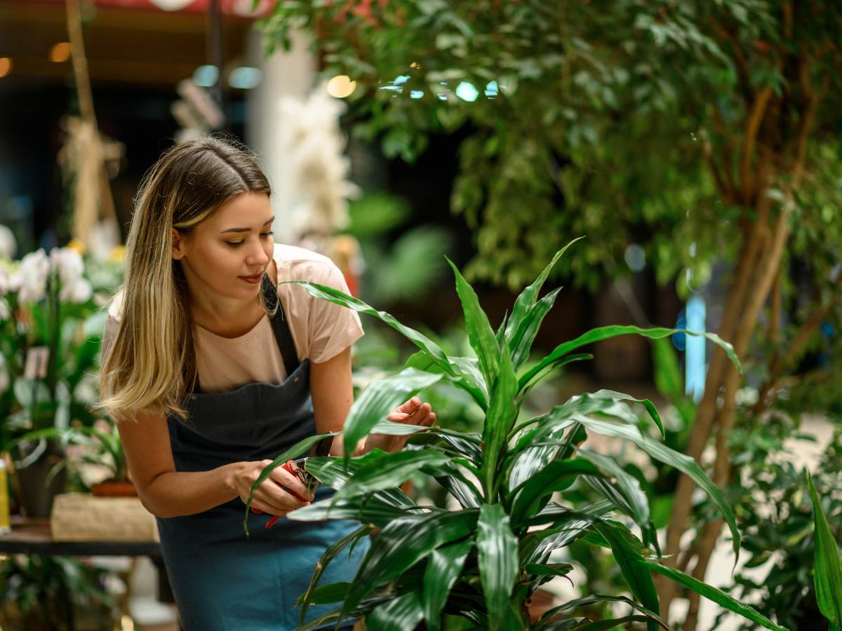 Podar con cuidado ayuda a que las plantas crezcan sanas. Retirar hojas secas o dañadas favorece su desarrollo y mejora su apariencia.