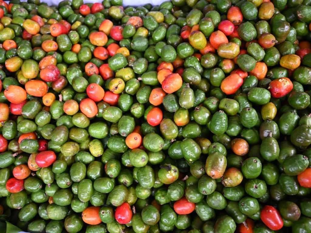 Feria del jocote corona 2025