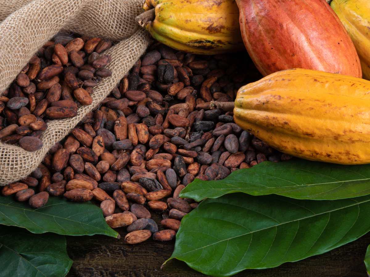 Productores salvadoreños apuestan por sistemas agroforestales de cacao, una alternativa que combina ingresos rurales con más cobertura verde.