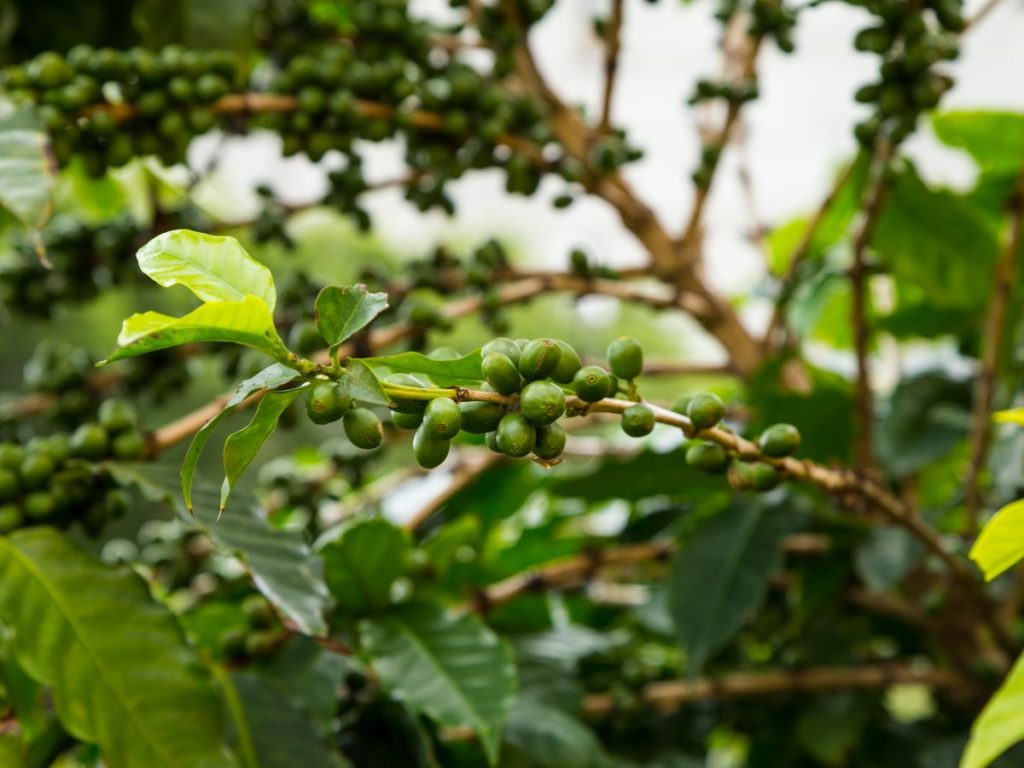 Las lluvias complican el ingreso de trabajadores a las fincas cafetaleras por riesgo de deslizamientos y ramas caídas.