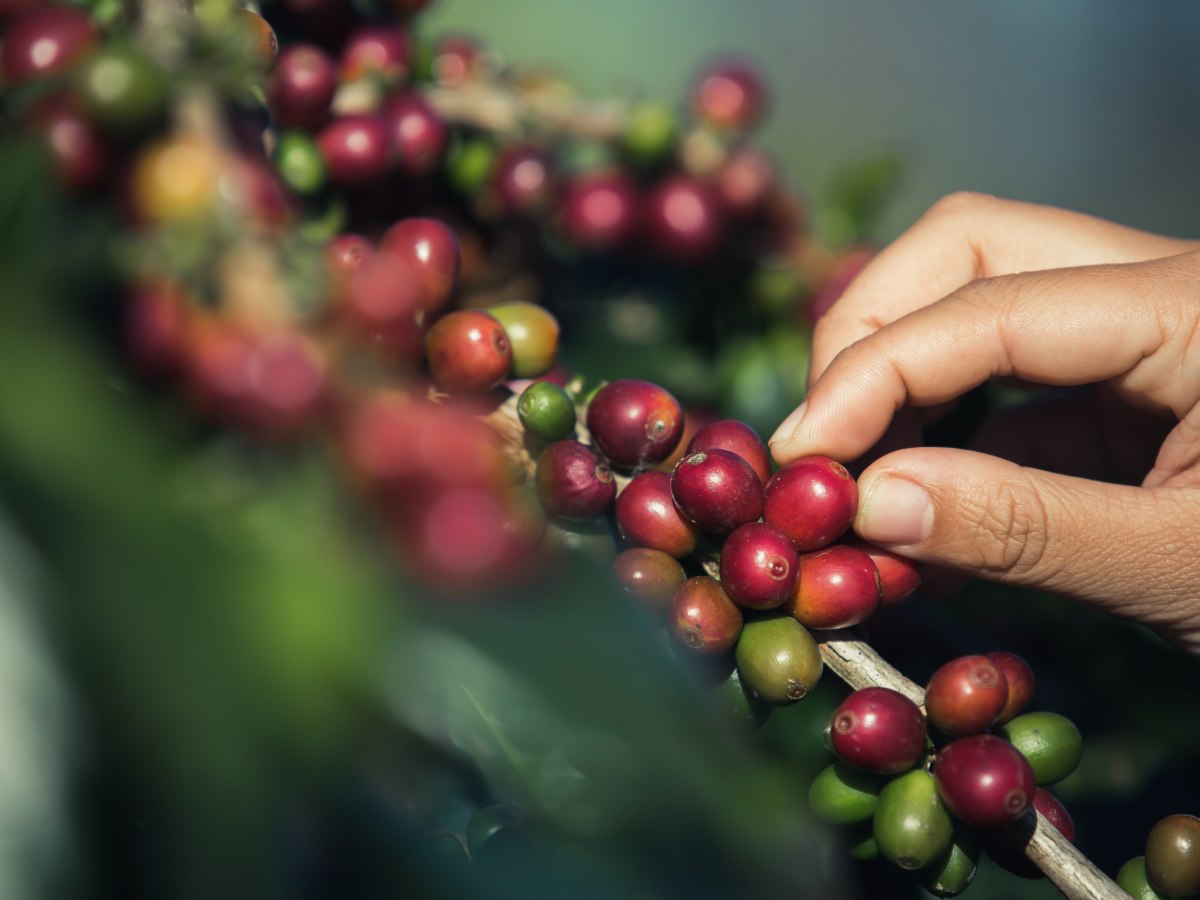 El café centroamericano, valorado por su calidad, busca ganar terreno en el mercado estadounidense ante la reducción de importaciones desde Brasil.