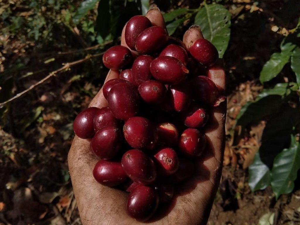 La caficultura de montaña es también una barrera contra la deforestación y el cambio climático en El Salvador.