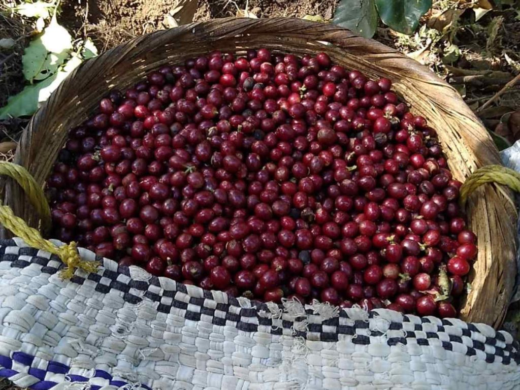 Emeric Seguin conversa con caficultores en Huayúa, donde el proyecto de Fantone Café tiene su base operativa en El Salvador.