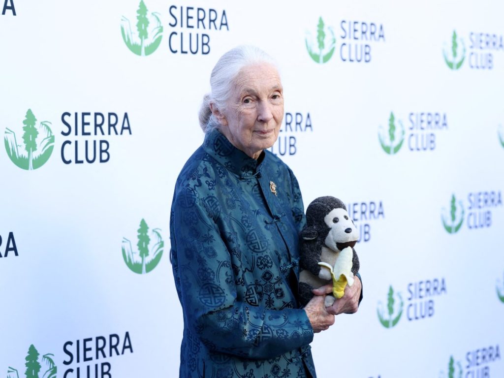 Jane Goodall asiste al baile de los Trail Blazers 2025 de Sierra Club el 2 de abril de 2025 en Los Ángeles, California. Foto: AFP