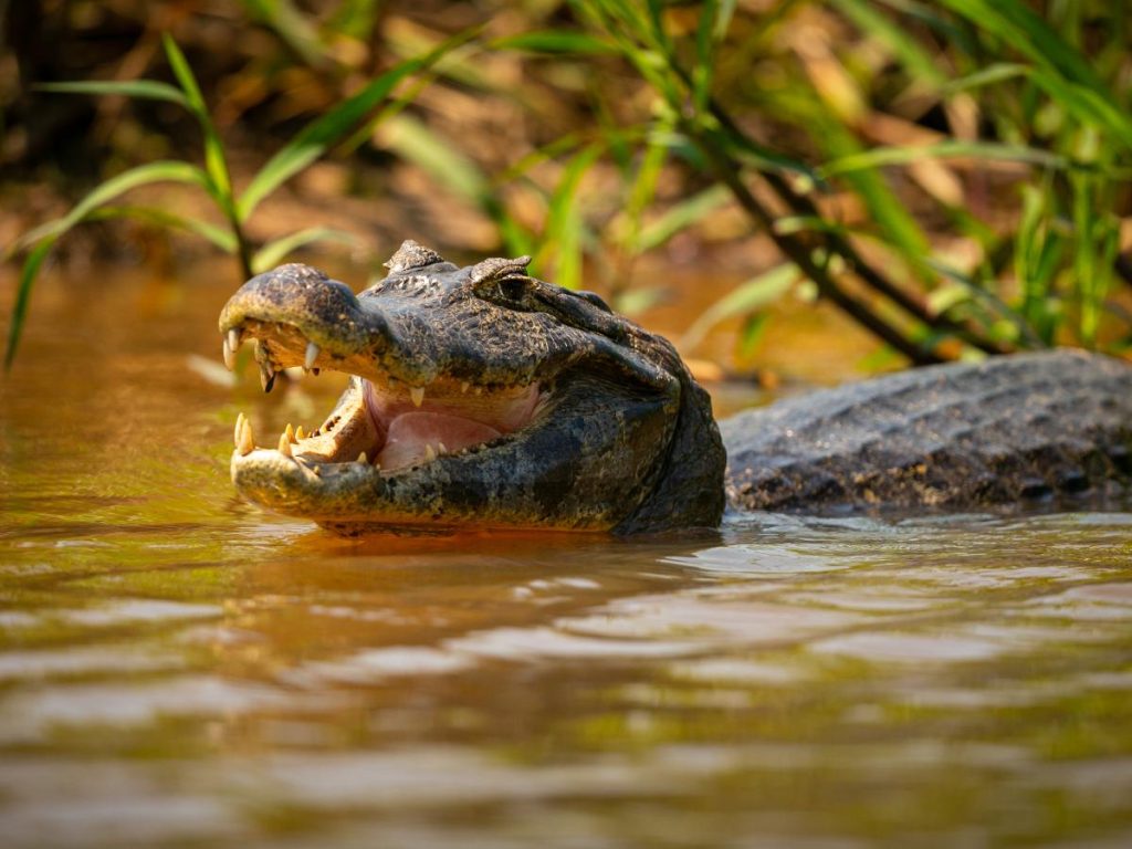 Autoridades ambientales retiraron al cocodrilo del área tras varias horas, sin que se reportaran incidentes con los turistas.