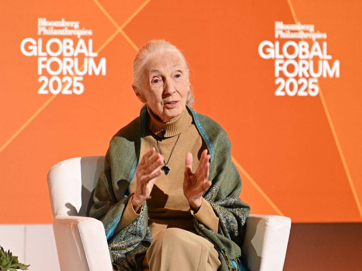 Jane Goodall, pionera en el estudio de los chimpancés y defensora del medio ambiente, murió a los 91 años en California, según informó su instituto. Foto: AFP