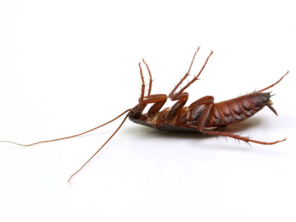 Mezcla para eliminar cucarachas