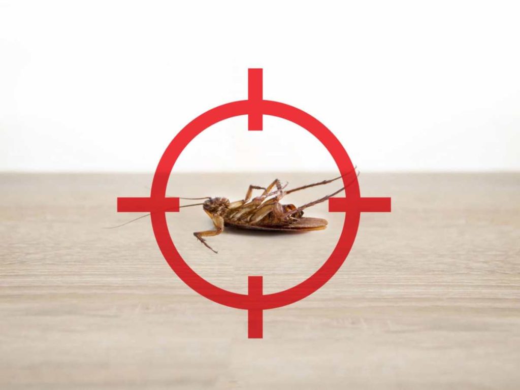 Mezcla para eliminar cucarachas