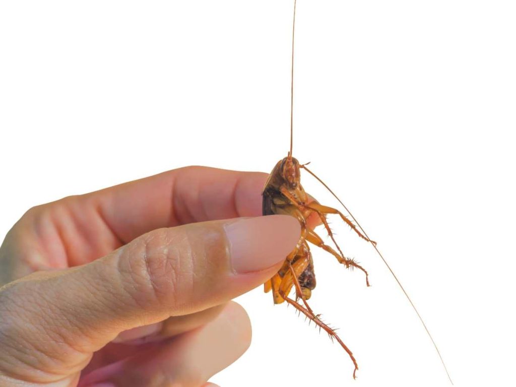 Mezcla para eliminar cucarachas