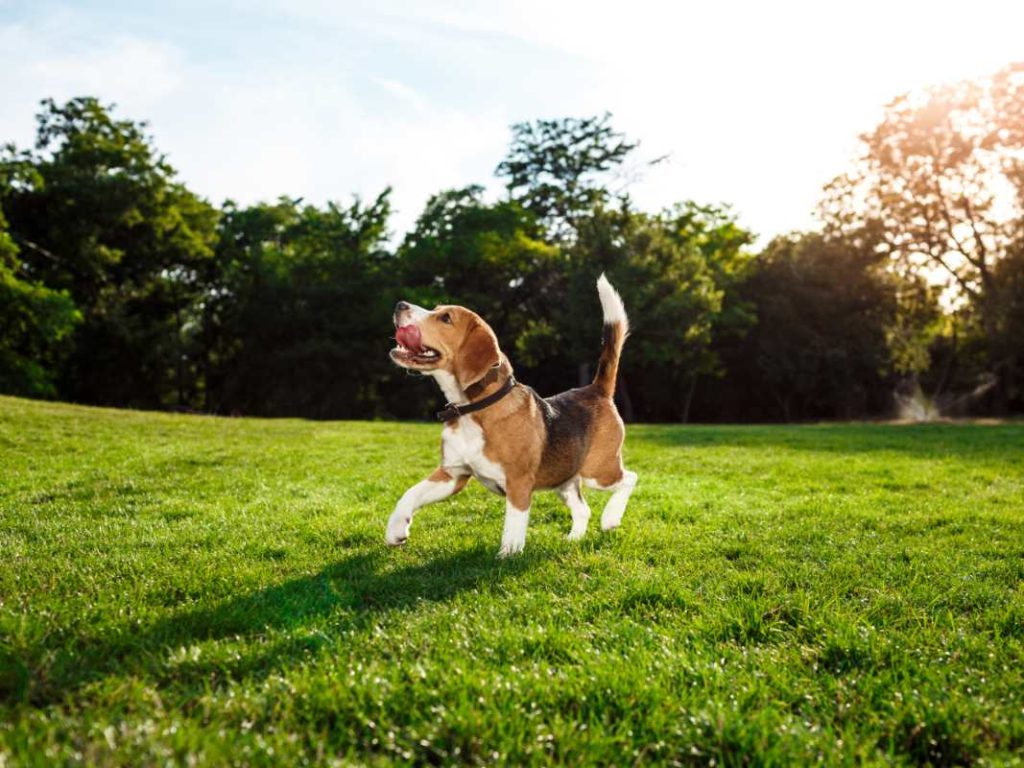 La FDA alertó sobre el retiro de alimentos para mascotas