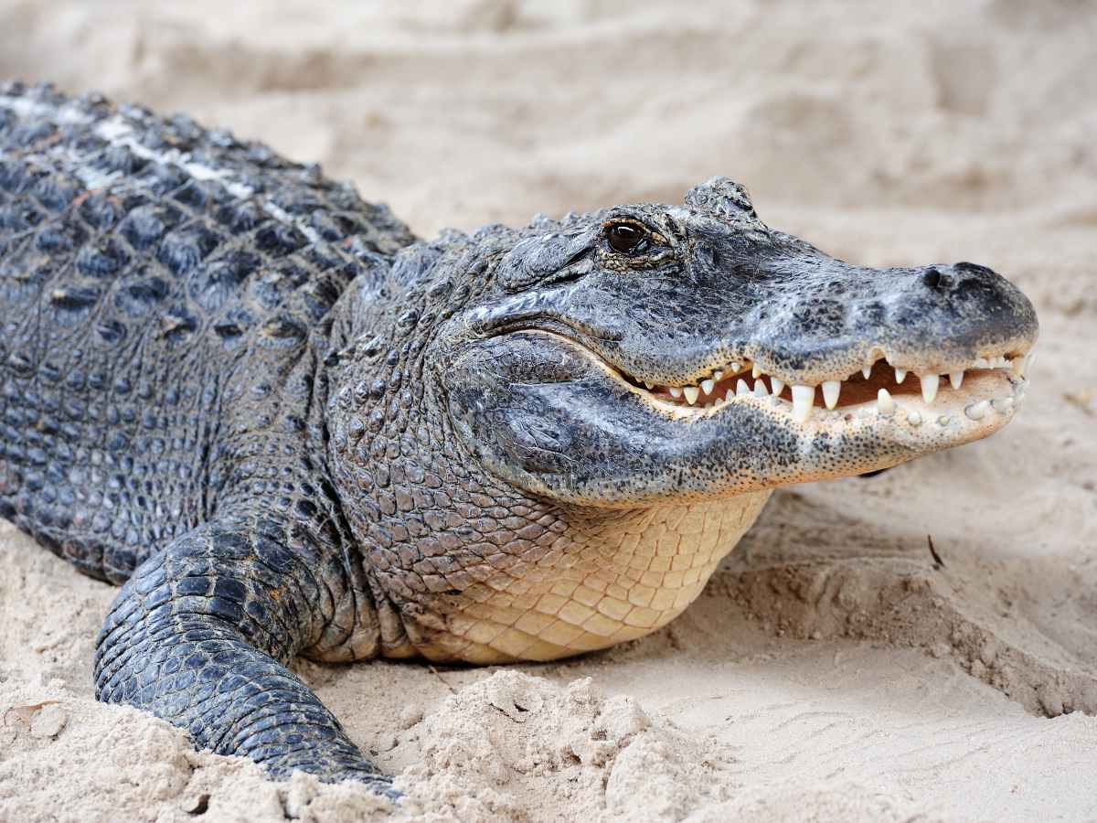 El cocodrilo fue captado descansando en el fondo de la piscina del Sheraton Grand Mirage Resort, en Port Douglas.
