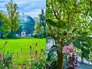 Árbol Nacional de El Salvador en Paris
