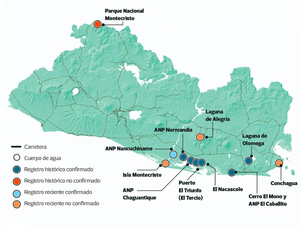 Monos araña en El Salvador