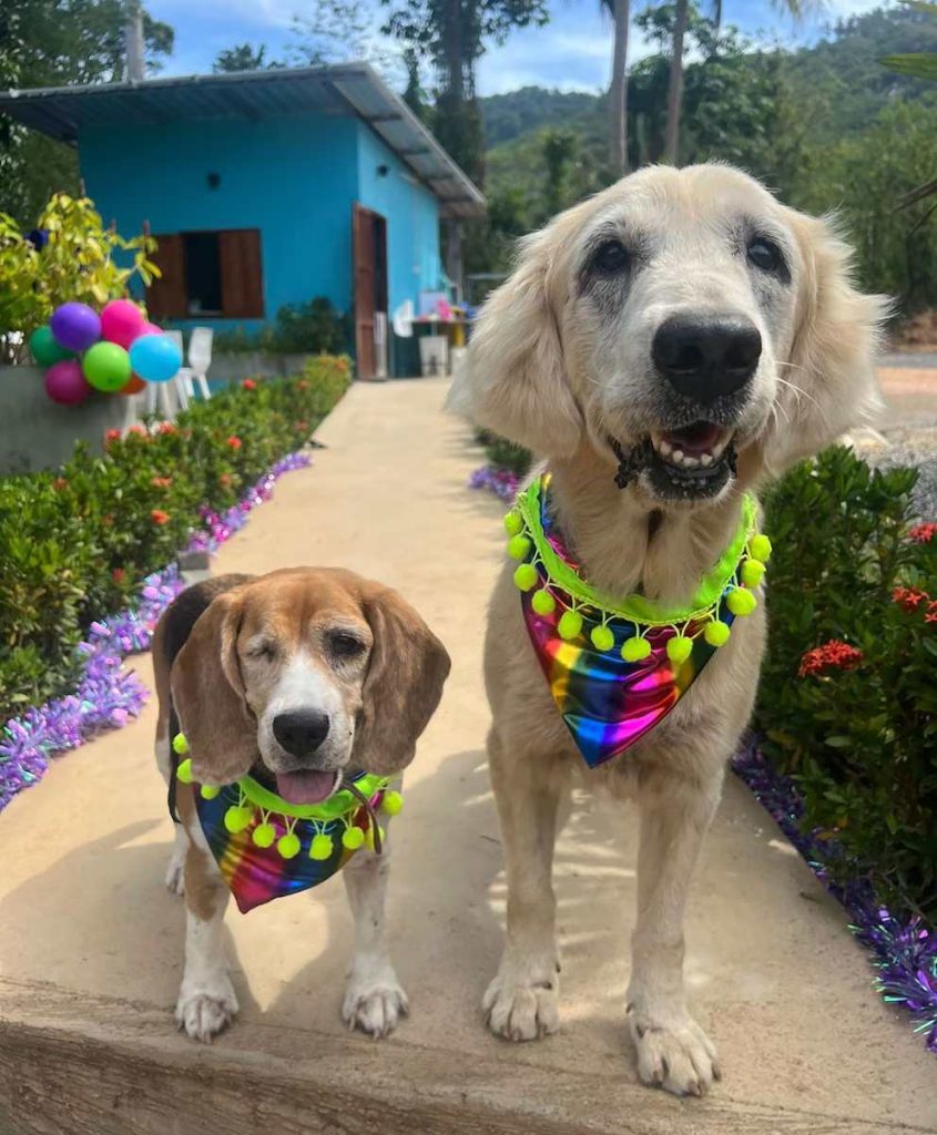 Niall Harbison rescatista de perros