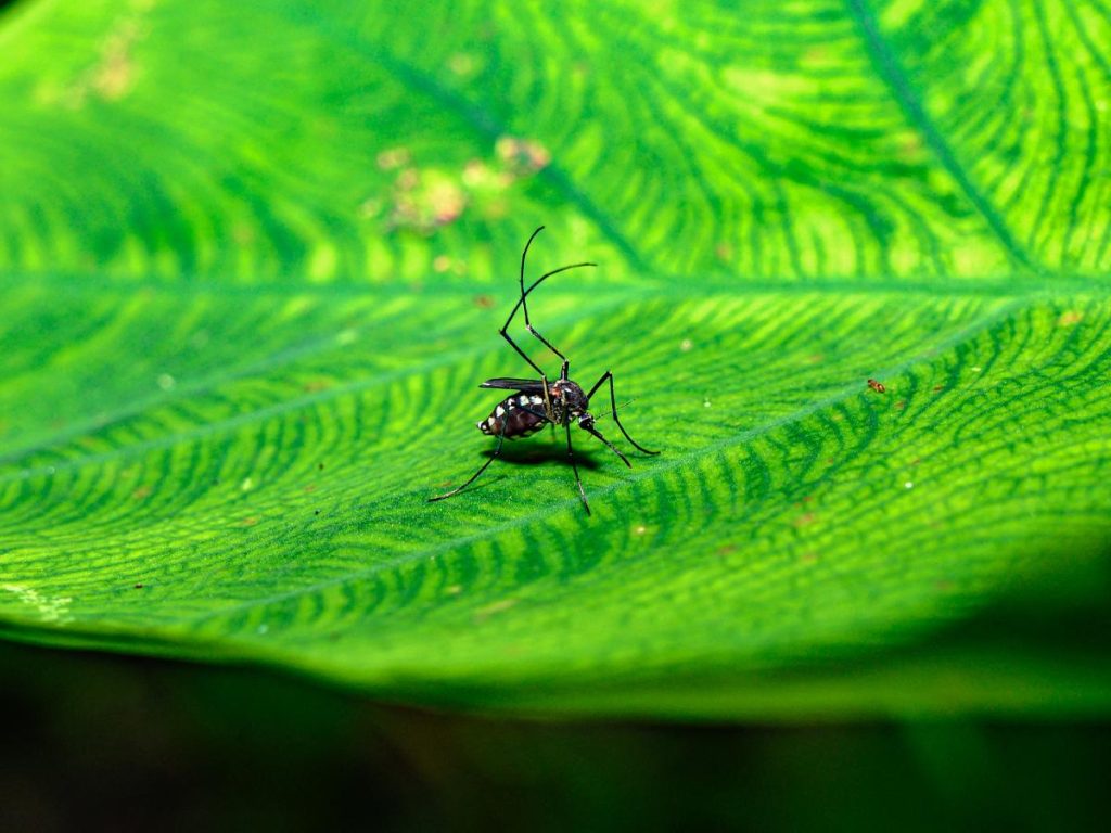 El Aedes aegypti, mosquito transmisor de la fiebre amarilla, se reproduce en aguas estancadas y pica principalmente durante el día, facilitando la propagación del virus en zonas tropicales.