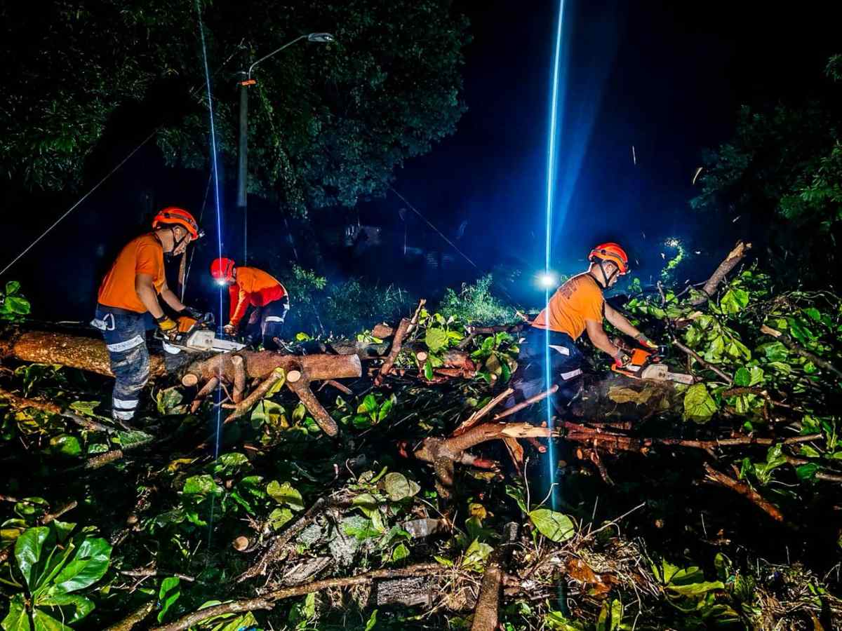 Equipos de Protección Civil trabajan en el retiro de árboles caídos tras las lluvias en Santa Ana.