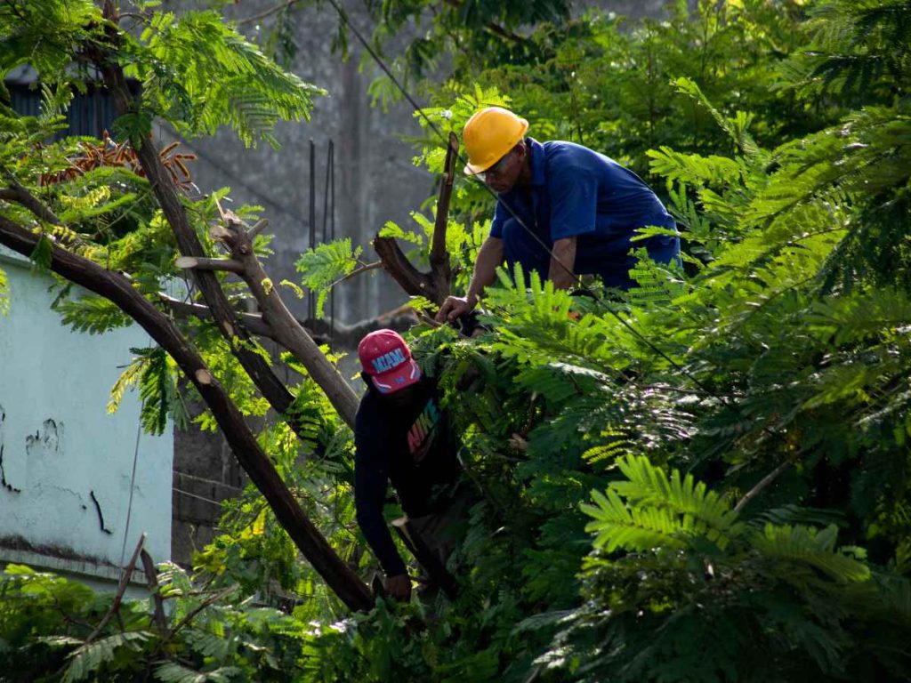 Trabajadores podan árboles antes de la llegada de la tormenta tropical Melissa a Santiago de Cuba el 25 de octubre de 2025.