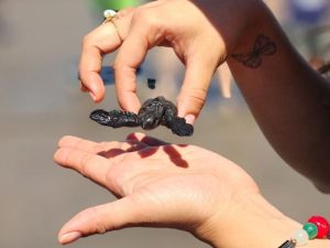 liberacion de tortugas como parte de un turismo sostenible.