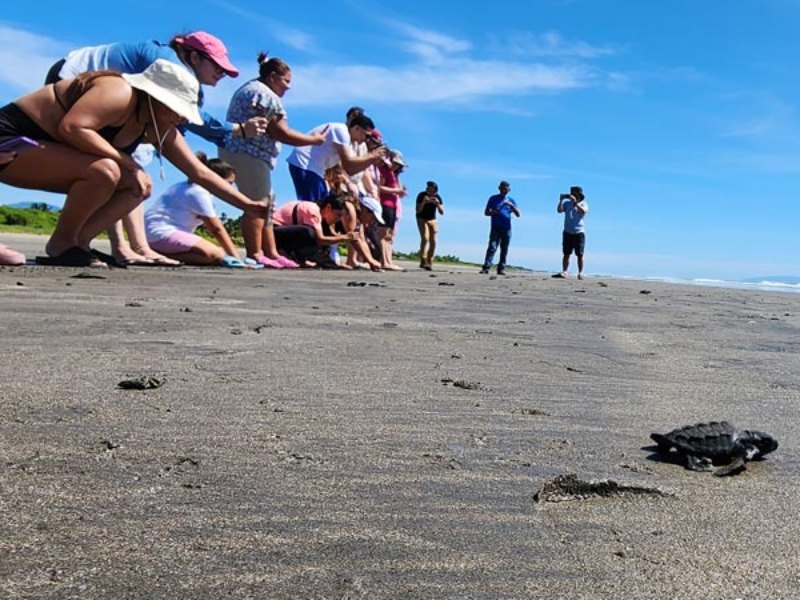 Liberación de tortugas como parte del turismo sostenible.