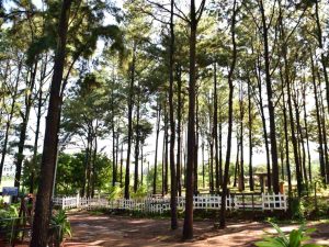 Almorzar bajo los pinos y compartir en familia es parte del encanto natural de Plaza El Bosque, en el corazón de Ahuachapán.