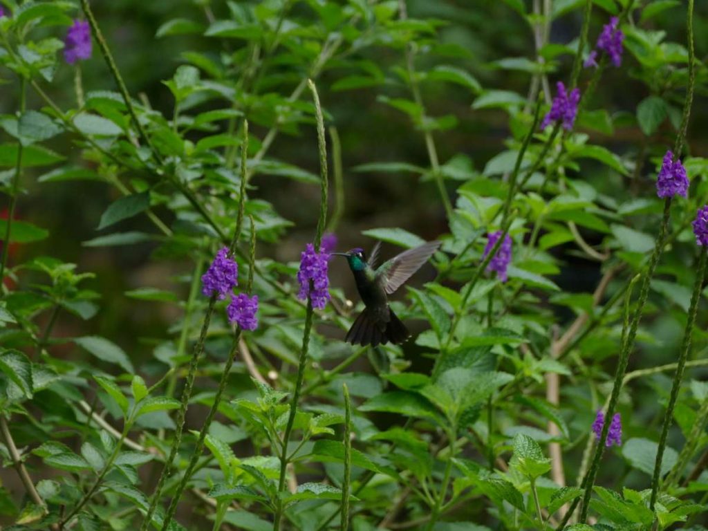 En Casa Colibrí Apaneca, los jardines florecen con vida y color, ofreciendo un refugio perfecto para colibríes y amantes de la naturaleza por igual.