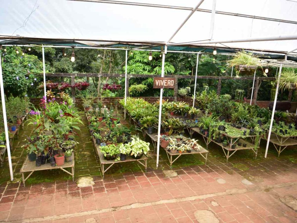 El vivero de Buena Vista Gardens ofrece una gran variedad de plantas ornamentales, ideal para los amantes de la jardinería y el contacto con la naturaleza.