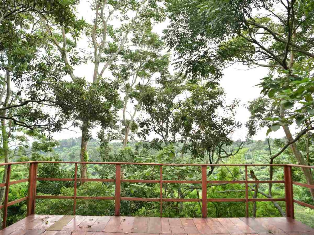 Desde los miradores de Buena Vista Gardens podés contemplar un paisaje rodeado de árboles y cafetales, ideal para respirar profundo y desconectar.