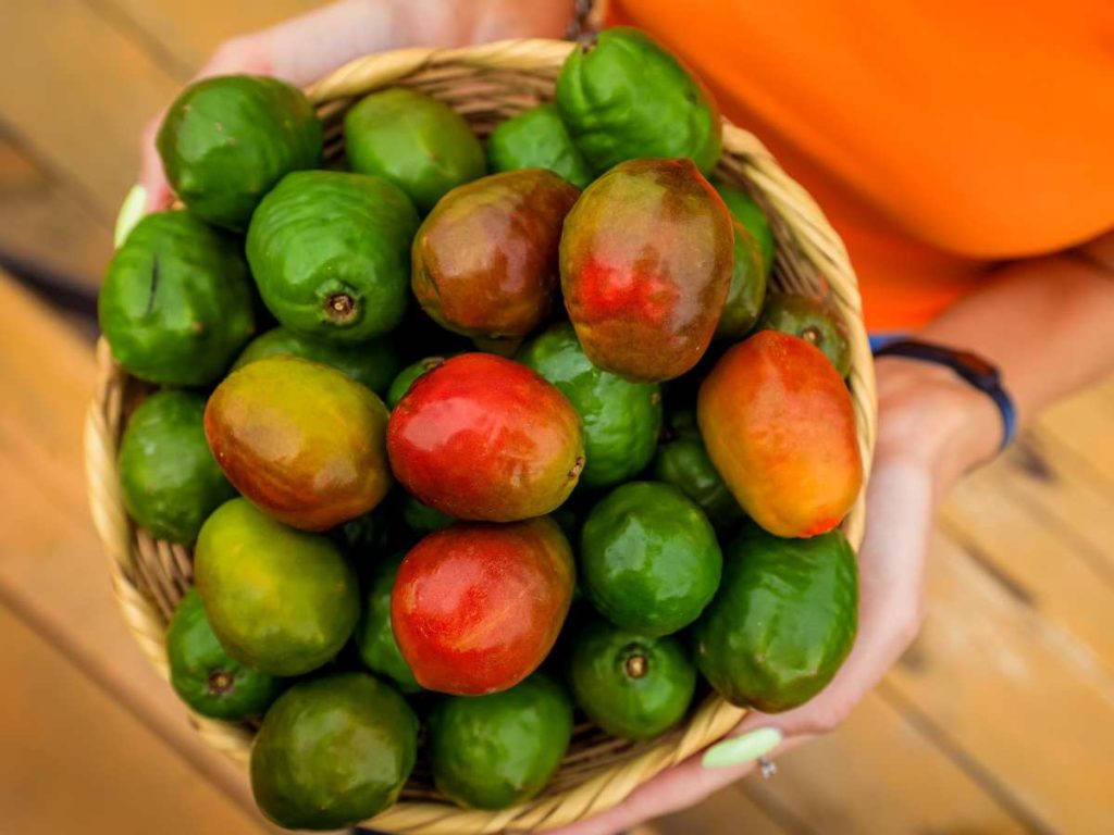 Festival del jocote en el Cerro Verde