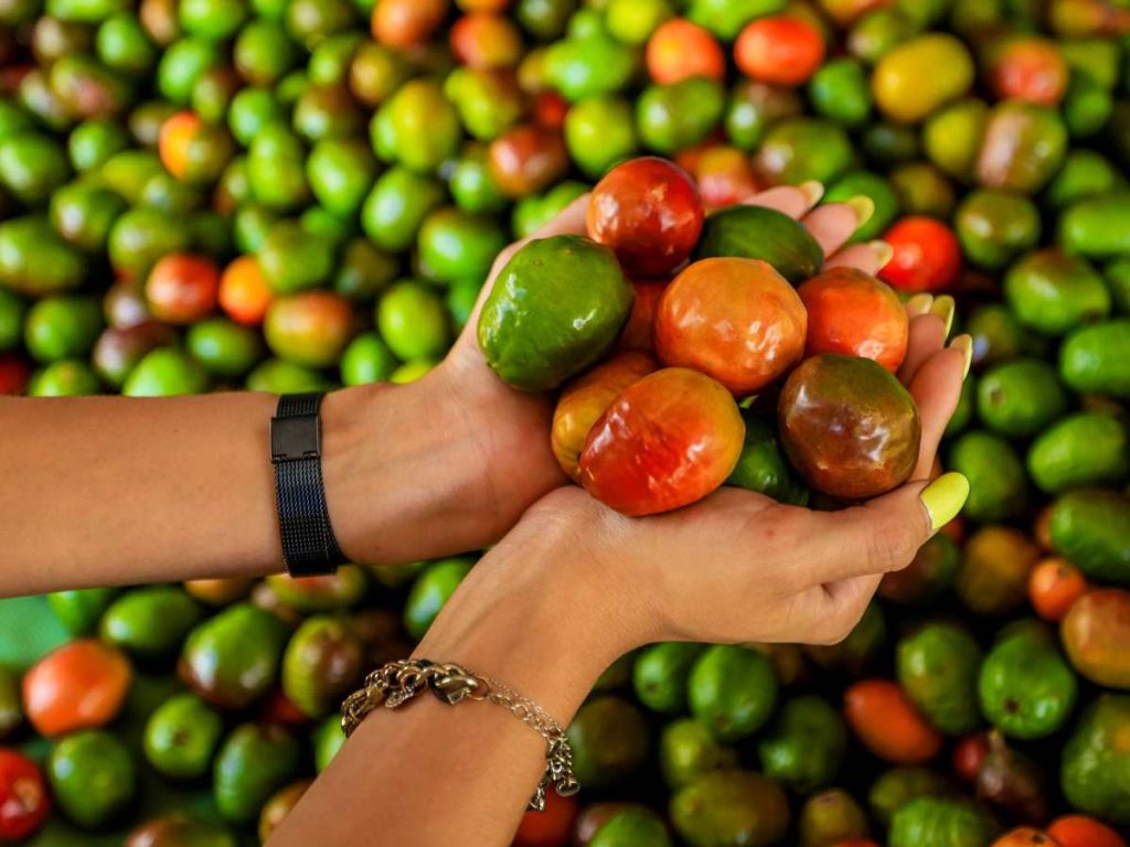 Festival del jocote en el Cerro Verde