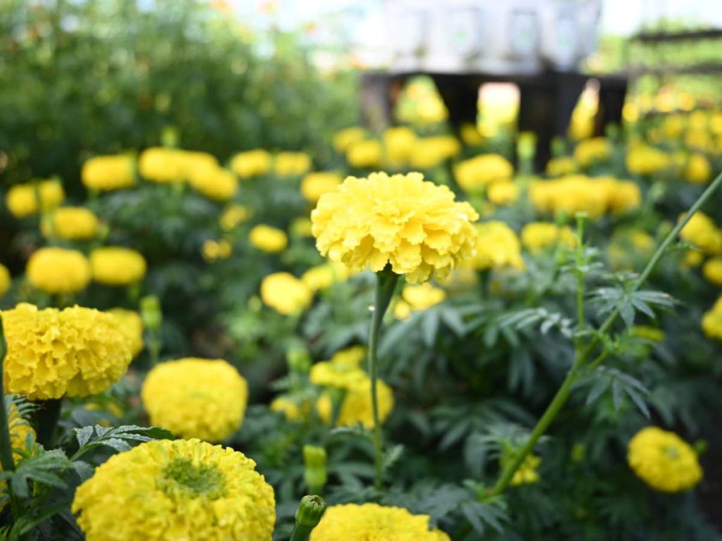 Festival de Otoño en El Salvador