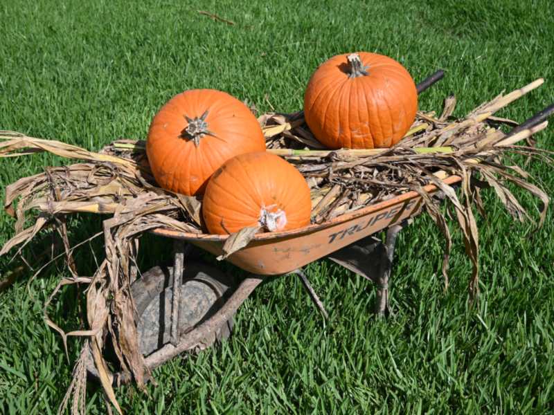 Festival de Otoño en El Salvador