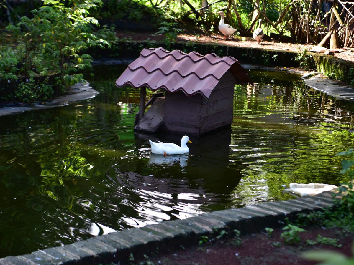 turismo-galeria-ahuachapan-el-bosque-4 (1)